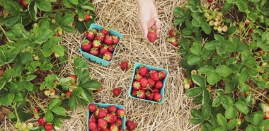 Erdbeersaison 2022 fängt schon an - Tipps beim Selberpflücken sowie zwei leckere Erdbeerrezepte