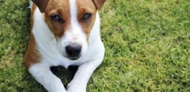 Wünschen Sie sich einen Hund trotz Hundeallergie? Das müssten Sie Bescheid wissen