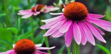 Die Echinacea Pflanze - eine wunderschöne Augenweide mit immunstärkender Wirkung
