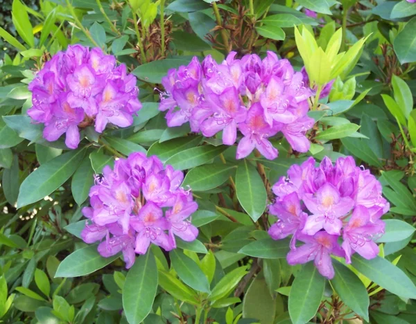 giftige Gartenpflanzen Giftpflanzen Pontische Rhododendron Rhododendron ponticum