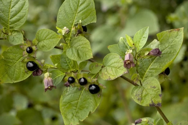 giftige Gartenpflanzen Giftpflanzen Schwarze Tollkirsche Atropa belladonna