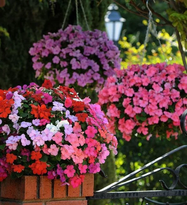 Fleißiges Lieschen beneidenswerte Blütenpower von Mai bis Oktober in hängenden Kästen verschiedene sanfte Farben rosa weiß orange violett