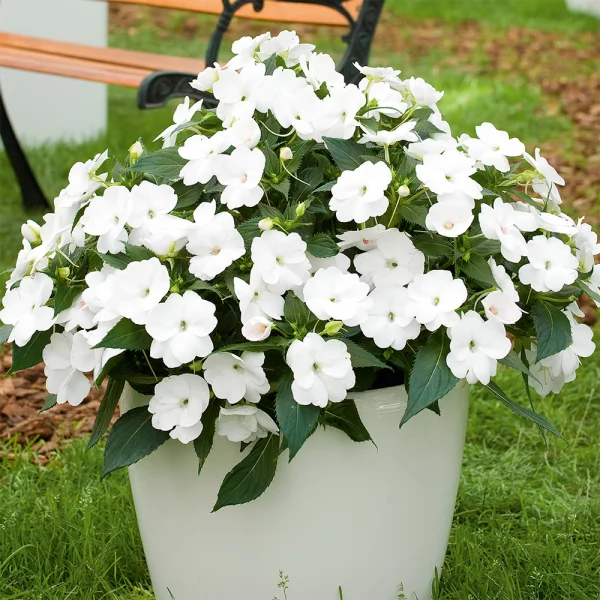 Fleißiges Lieschen weiße Blüten sattgrüne Blätter im Eimer im Garten Klassiker für jeden Outdoor-Bereich