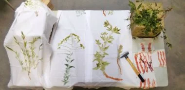 Mit der japanischen Technik Tataki Zomé können Sie frische Blumen auf Stoff bedrucken