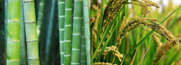 bambus plastikalternative für werbeartikel