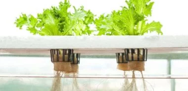 Hydroponik - der innovative Gemüseanbau auf der Fensterbank