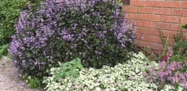 Die Weihrauch Pflanze  - eine pflegeleichte, duftende Schönheit für Haus und Garten