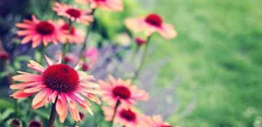 Sonnenanbeter unter den Gartenblumen – diese fühlen sich wohl in praller Sonne
