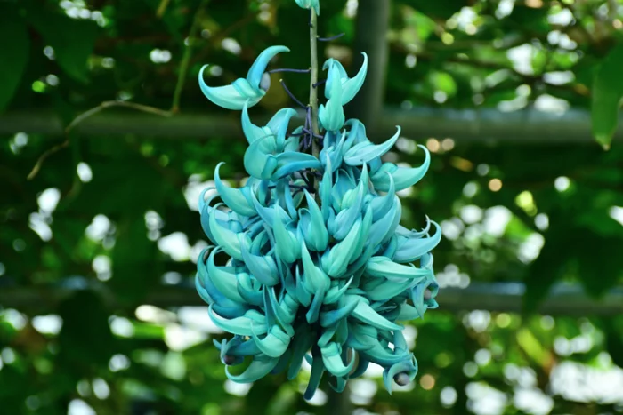 seltsame Blumen Jade Vine blaue Blüten selten anzutreffen kennt nicht jeder Naturfreund