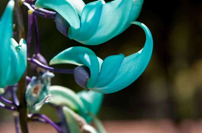 seltsame Blumen Jade Vine blaue Blüten selten anzutreffende Pflanze