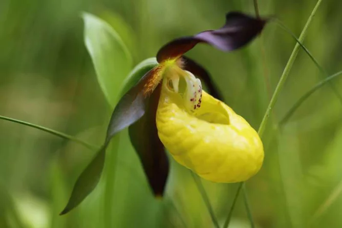 seltsame Blumen Königin- Frauenschuh seltsame Blütenform gelb seltene Orchidee