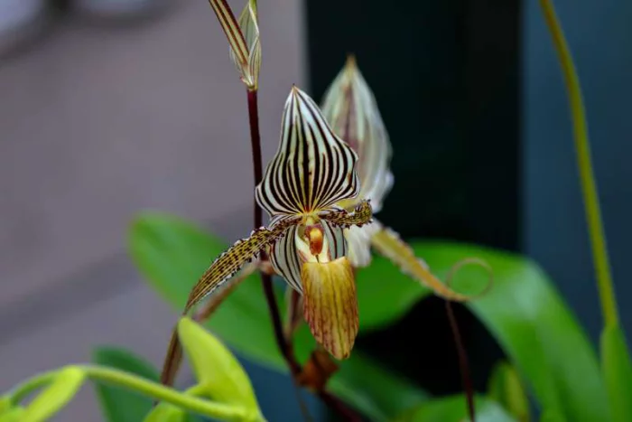 seltsame Blumen Rotschilds Frauenschuh schöne Blüte sehr teure Orchidee