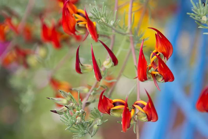 seltsame Blumen kanarischer Hornklee dekorative Pflanze orangenfarbene Blüten