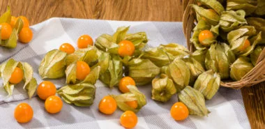 Physalis – exotisches Obst in orange Lampions gehüllt