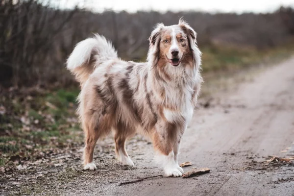 4 mittelgroße Hunde, in die Sie sich sofort verlieben werden aussie australian shepher viel auslauf