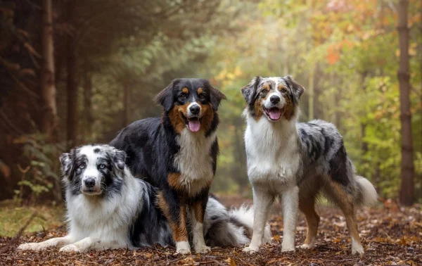 4 mittelgroße Hunde, in die Sie sich sofort verlieben werden australian shepherd merle farben unterschiede