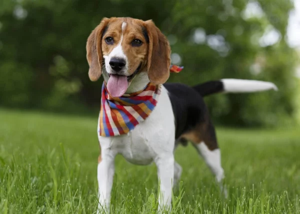 4 mittelgroße Hunde, in die Sie sich sofort verlieben werden beagle familienhund niedlich
