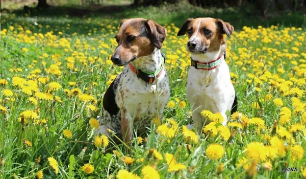 4 mittelgroße Hunde, in die Sie sich sofort verlieben werden bohemian Czech spotted dog hunderasse