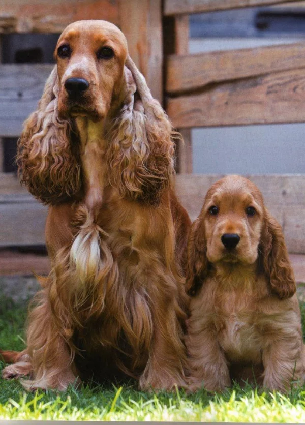 4 mittelgroße Hunde, in die Sie sich sofort verlieben werden cocker spaniel mit welpe