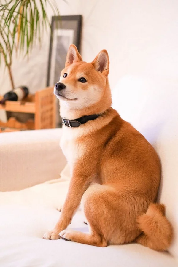 4 mittelgroße Hunde, in die Sie sich sofort verlieben werden shiba inu japan familienhund wohnung