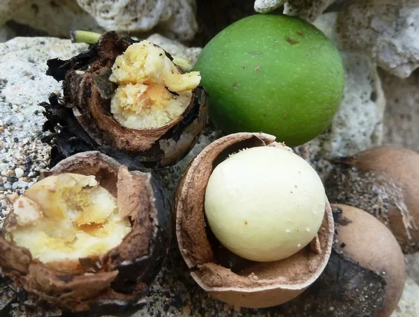 Tamanu Öl Polynesien Baumart Tamanu Früchte und Kerne