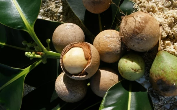 Tamanu Öl Polynesien Tamanu Baum Früchte trocken lassen