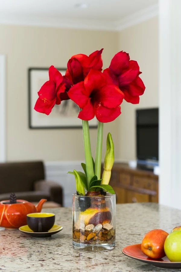 Amaryllis im Glas Blüten rot Zimmerpflanzen Amarylliszwiebeln