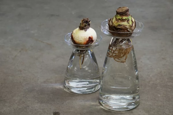Amaryllis im Glas Pflegetipps Amarylliszwiebelnim Wasser