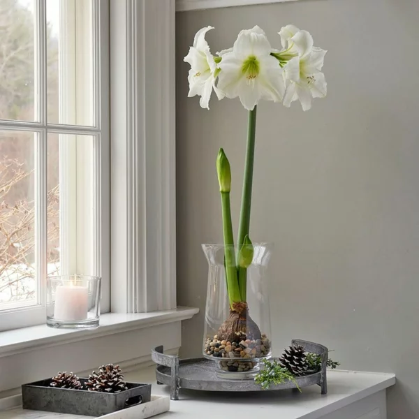 Amaryllis im Glas Pflegetipps blühende Zimmerpflanzen Fensterbrett
