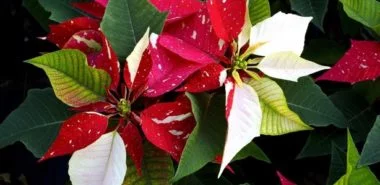 Weihnachtsstern Pflege - Tipps für eine gesunde Zierpflanze auch nach Weihnachten