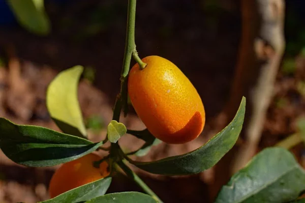 kumquat frucht am baum