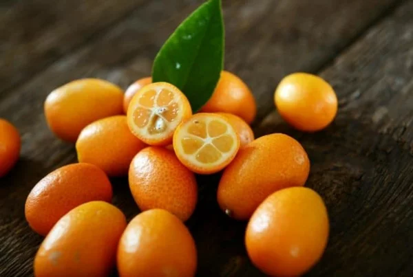 kumquat früchte
