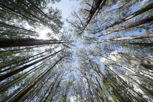 Eukalyptus Pflege Tipps für Hobbygärtner – puristische Zierpflanze im Überblick bäume in der natur australien
