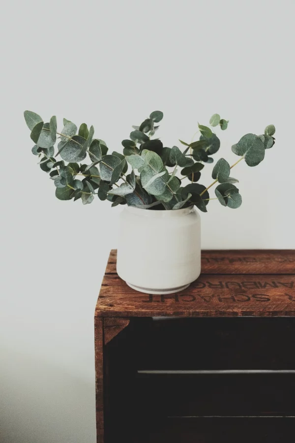 Eukalyptus Pflege Tipps für Hobbygärtner – puristische Zierpflanze im Überblick deko pflanze im topf weiß