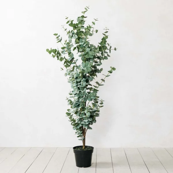 Eukalyptus Pflege Tipps für Hobbygärtner – puristische Zierpflanze im Überblick großes bäumchen in kleinem topf