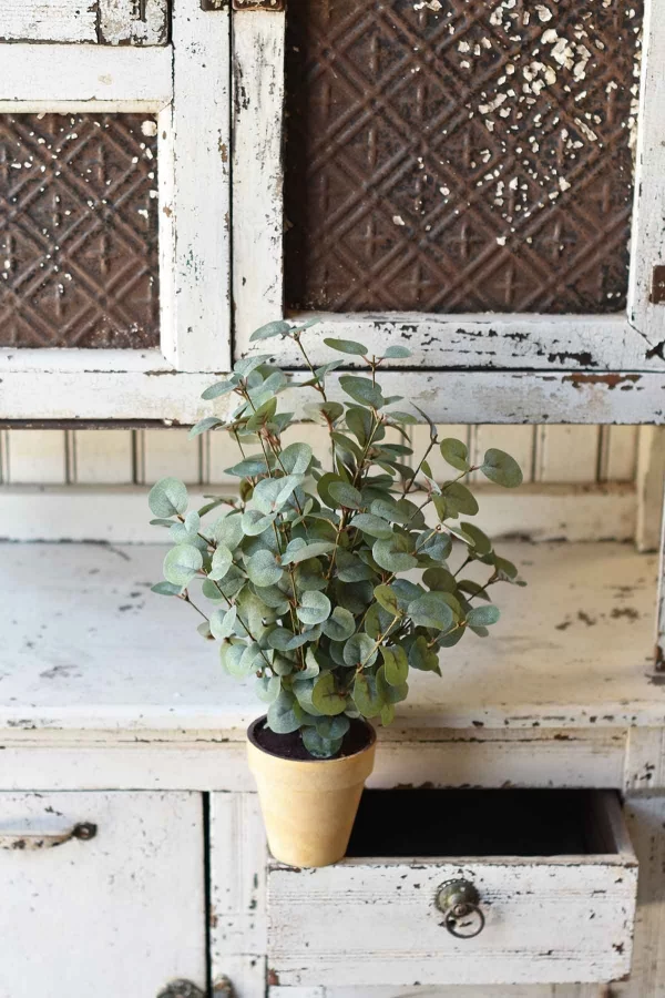 Eukalyptus Pflege Tipps für Hobbygärtner – puristische Zierpflanze im Überblick klein im topf keramik retro