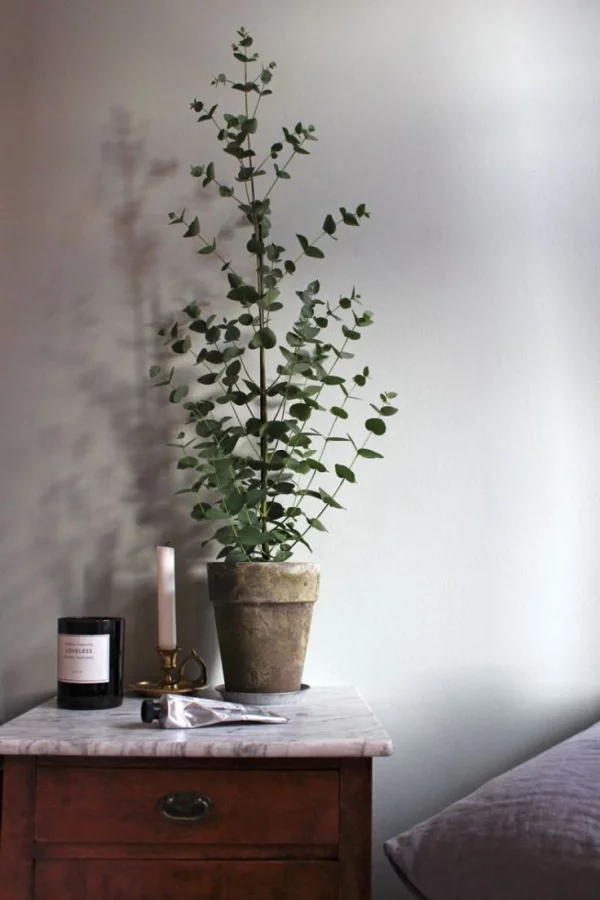 Eukalyptus Pflege Tipps für Hobbygärtner – puristische Zierpflanze im Überblick schlafzimmer deko ideen zimmerpflanze