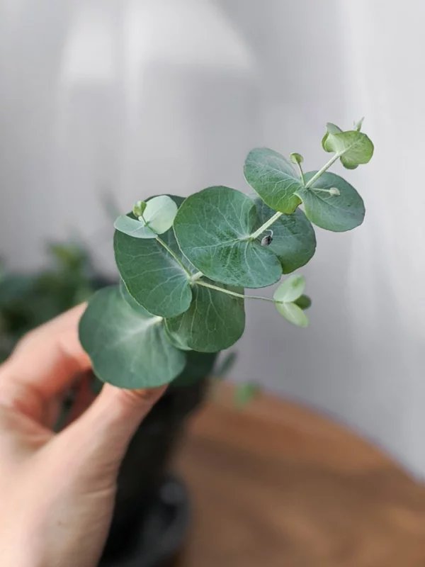 Eukalyptus Pflege Tipps für Hobbygärtner – puristische Zierpflanze im Überblick zweige blätter rund schön