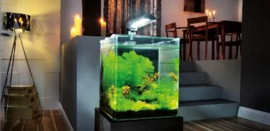 Aquarium zu Hause – bringen Sie die bunte Unterwasserwelt in Ihre vier Wände!