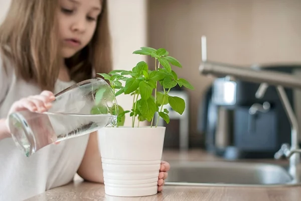 Basilikum Pflege im Topf und im Garten – aromatische Kräuter das ganze Jahr über einfache kräuter pflege kinder