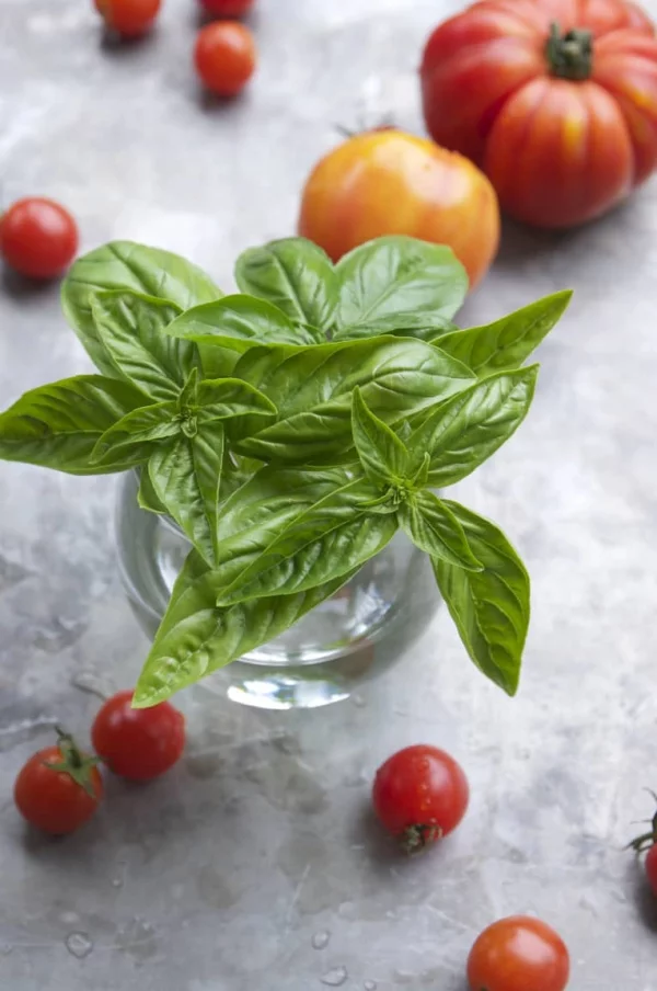 Basilikum Pflege im Topf und im Garten – aromatische Kräuter das ganze Jahr über kräuter in der küche einsetzen