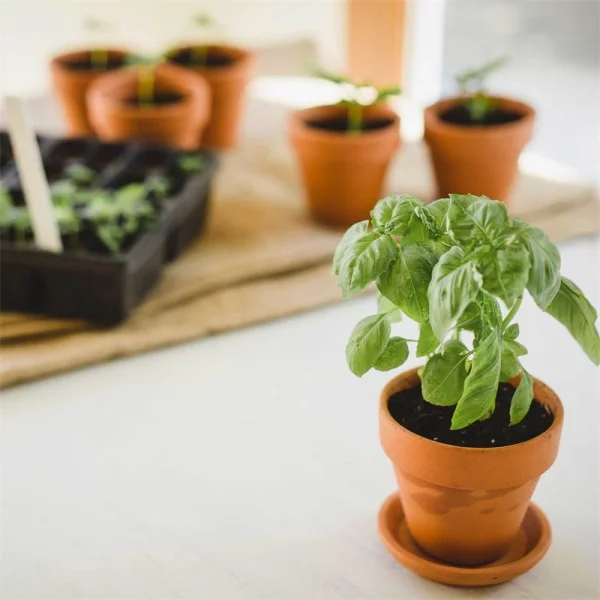 Basilikum Pflege im Topf und im Garten – aromatische Kräuter das ganze Jahr über kräuter pflege tipps