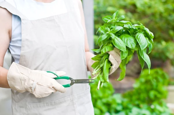 Basilikum Pflege im Topf und im Garten – aromatische Kräuter das ganze Jahr über kräuter richtig ernten und trimmen