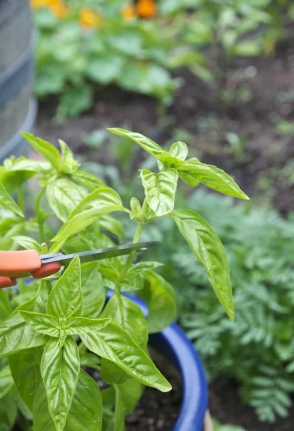 Basilikum Pflege im Topf und im Garten – aromatische Kräuter das ganze Jahr über kräuter richtig trimmen