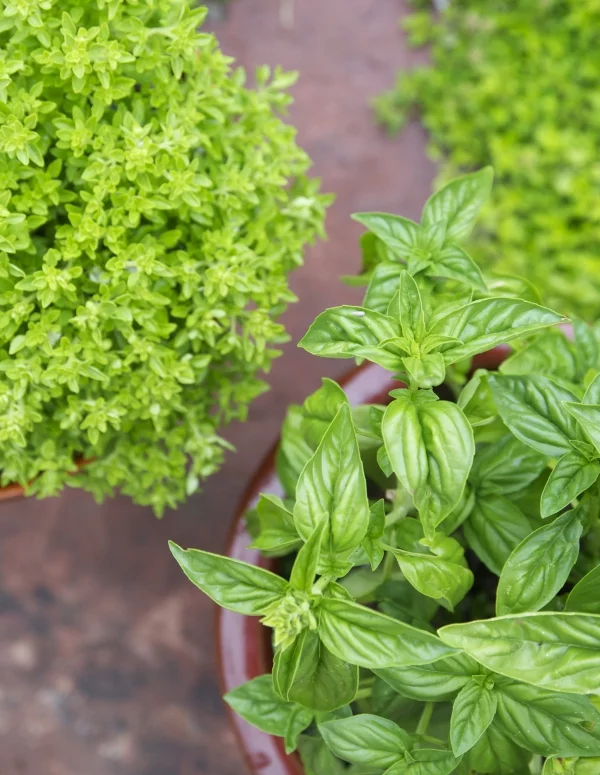 Basilikum Pflege im Topf und im Garten – aromatische Kräuter das ganze Jahr über kräuter sorten schön aromatisch