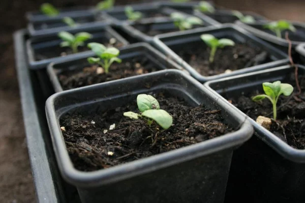 Basilikum Pflege im Topf und im Garten – aromatische Kräuter das ganze Jahr über samen pflanzen starter