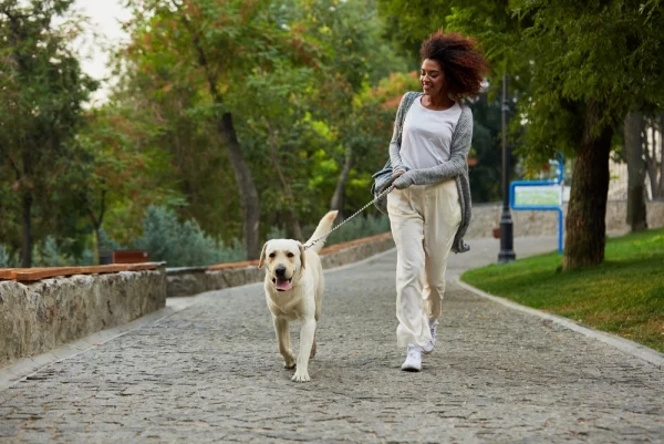 Crash Diät – Hier ist alles, was Sie darüber wissen sollten mit dem hund spazieren übung training