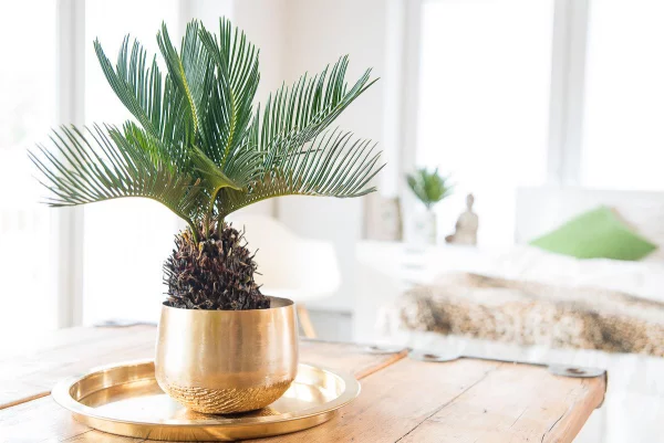 Cycas Sagopalme im Raum in einem goldglänzenden Topf auf Tablett auf einem Holztisch im Wohnzimmer platziert