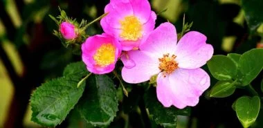 Blühende Hecke: 7 beliebte Heckenpflanzen, die Ihren Garten in eine echte Blütenoase verwandeln