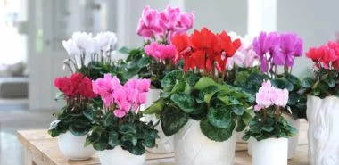 Blühende Zimmerpflanzen bringen mehr Farbe in Ihre Innenräume